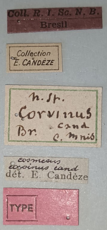 Cosmesus corvinus T Labels.jpg Cosmesus corvinus T Labels.jpg