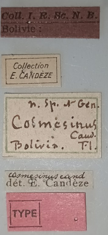 Cosmesus cosmesinus T Labels.jpg