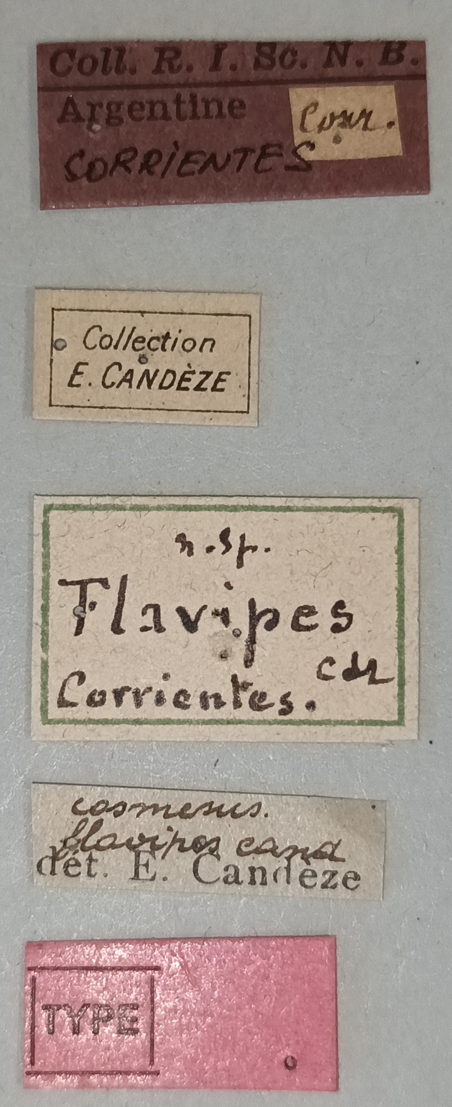 Cosmesus flavipes T Labels.jpg