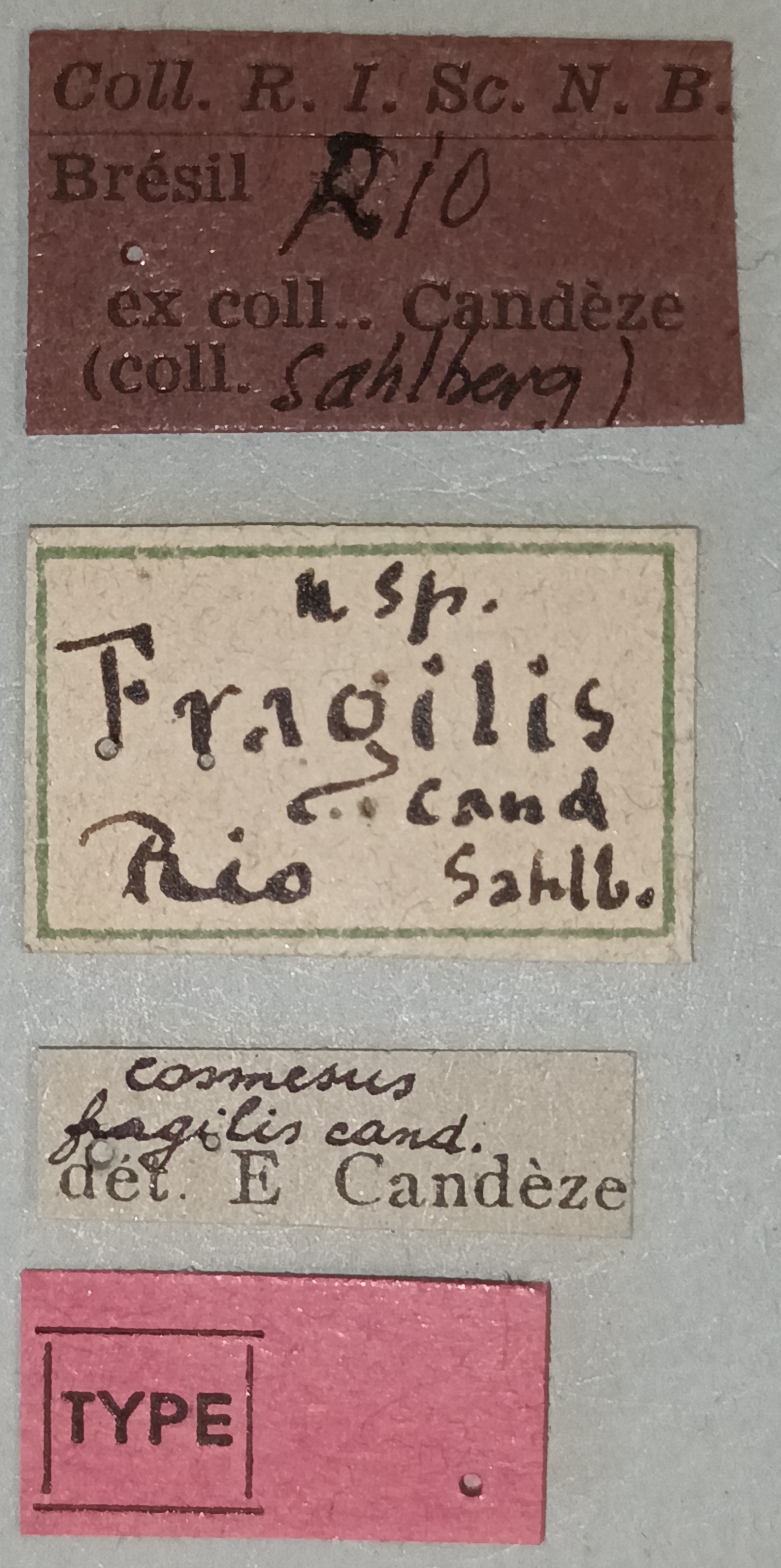 Cosmesus fragilis T Labels.jpg