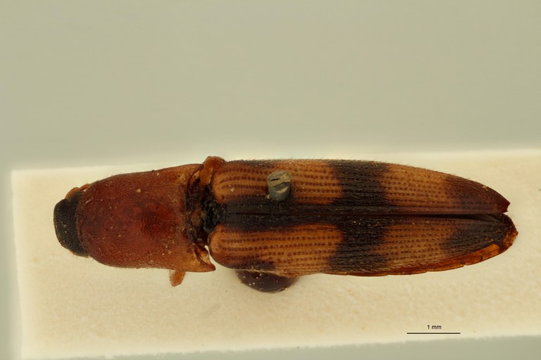 Cosmesus hilaris T D.jpg