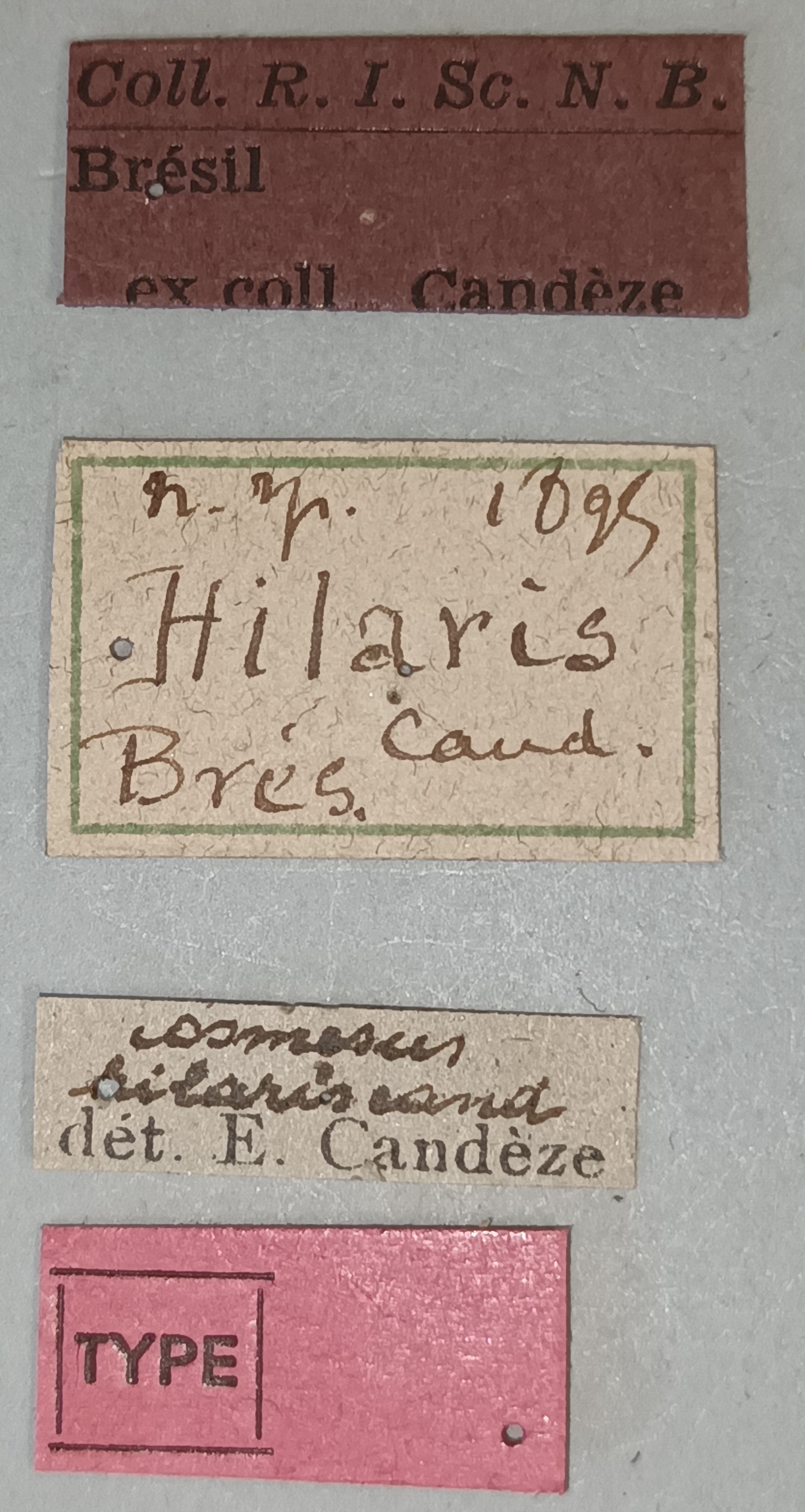 Cosmesus hilaris T Labels.jpg