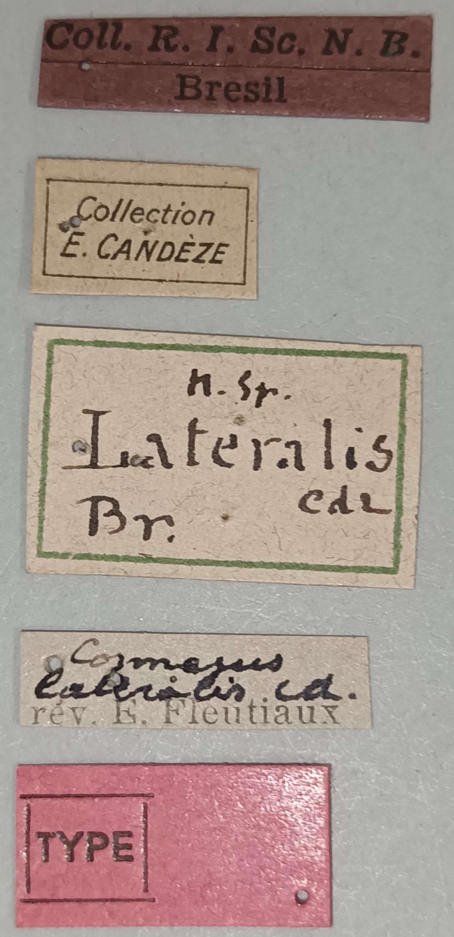 Cosmesus lateralis T Labels.jpg