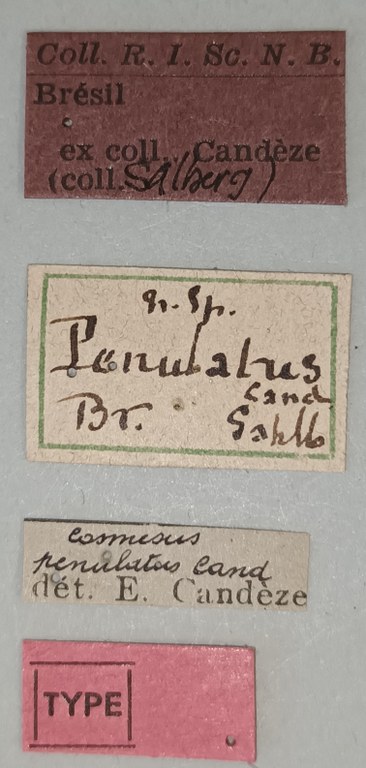 Cosmesus penulatus T Labels.jpg