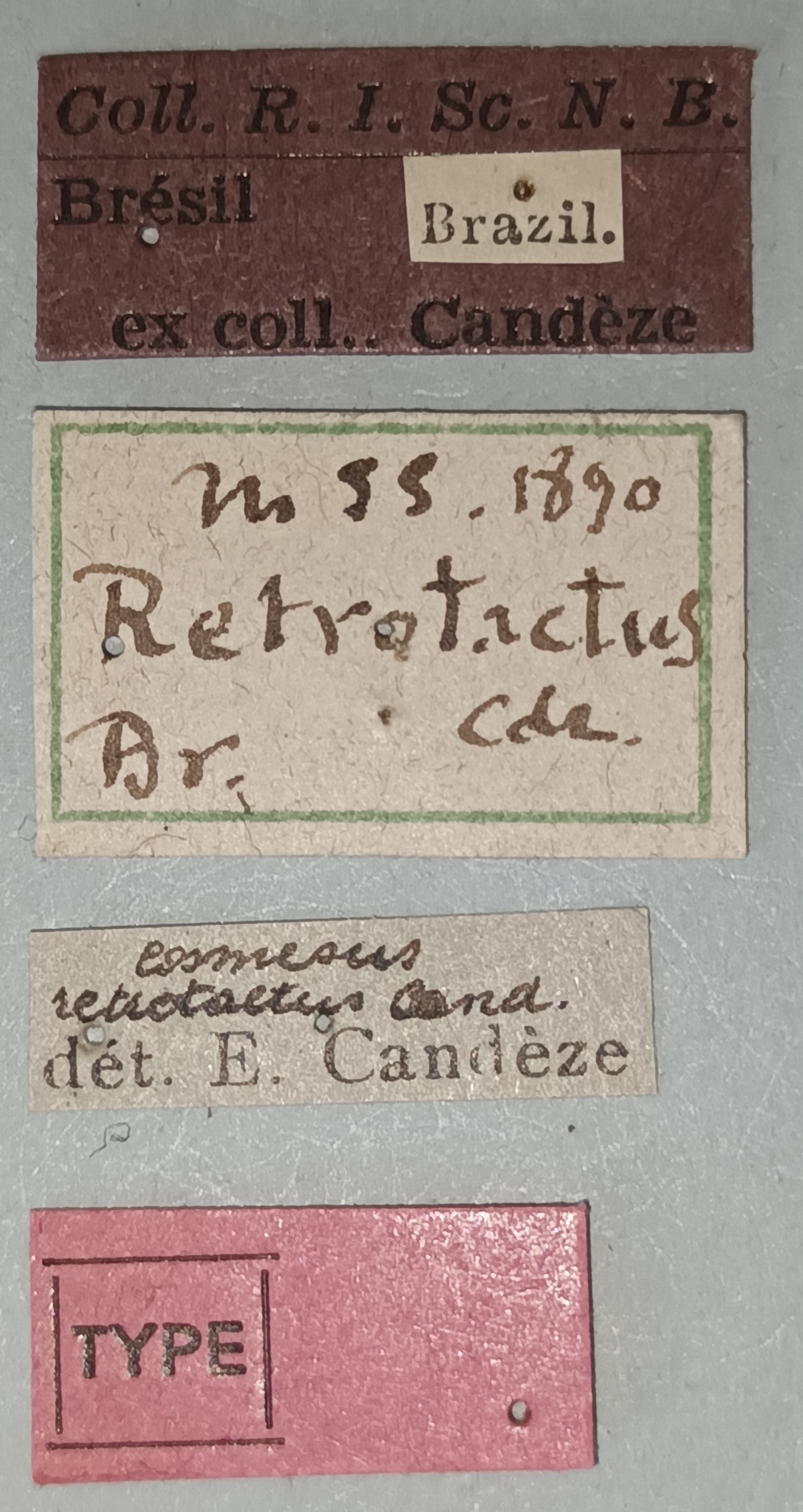 Cosmesus retrotactus T Labels.jpg