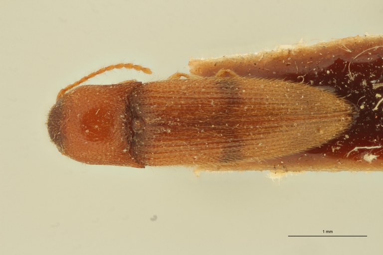 Cosmesus sahlbergi T D.jpg