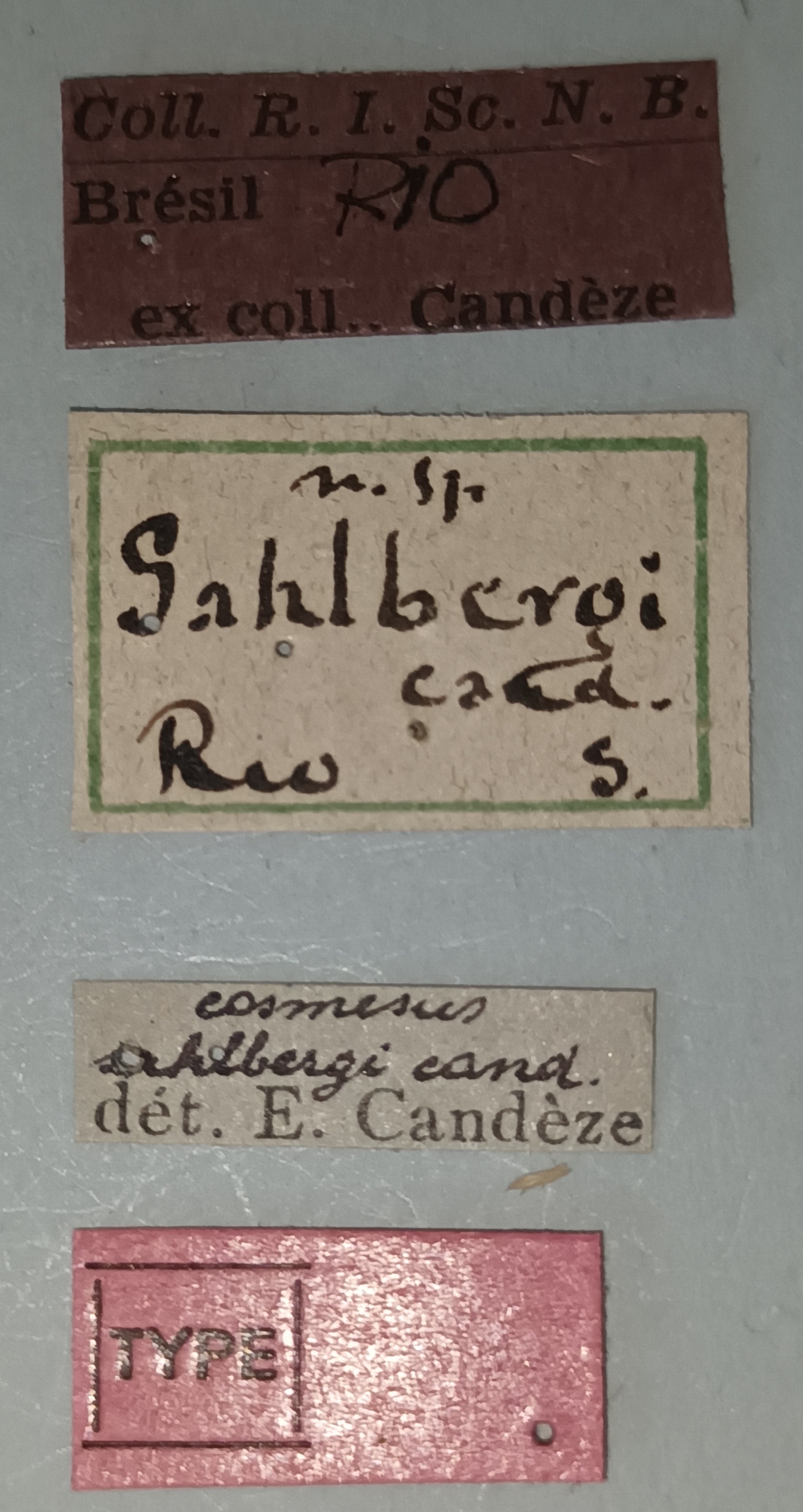 Cosmesus sahlbergi T Labels.jpg