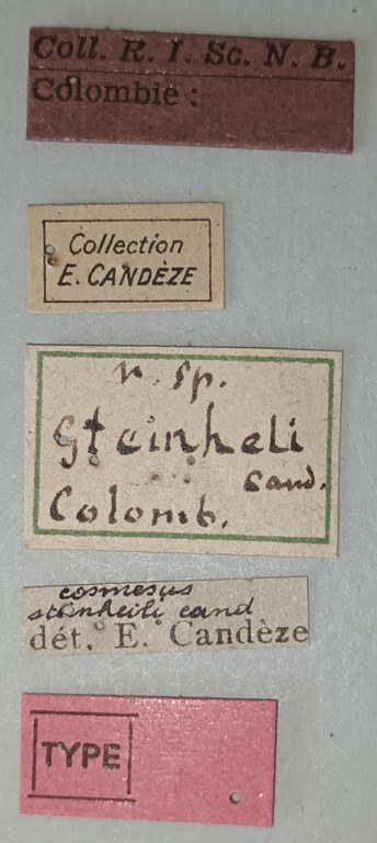 Cosmesus steinheili T Labels.jpg