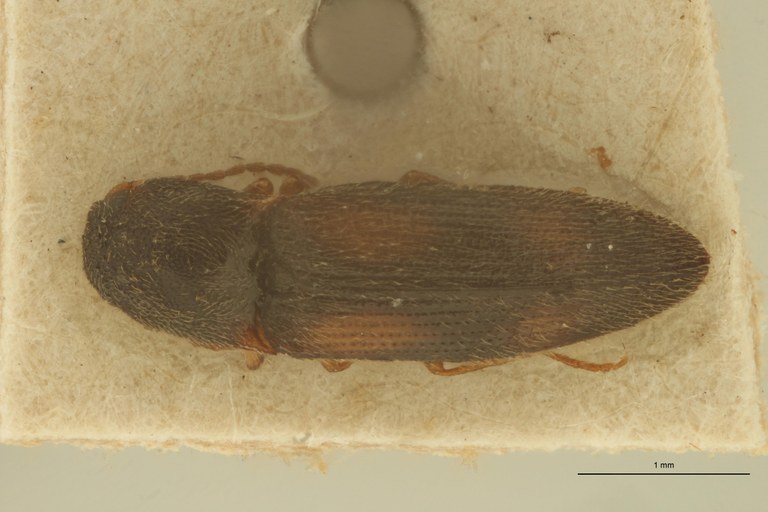 Cosmesus tetraspilotus T D.jpg