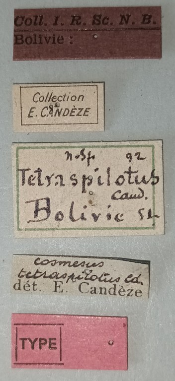 Cosmesus tetraspilotus T Labels.jpg