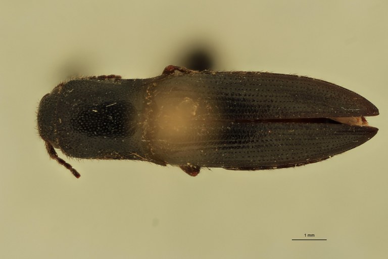 Deromecus anthracinus T D.jpg