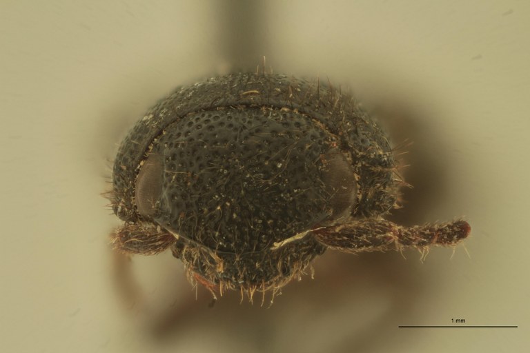 Deromecus anthracinus T F.jpg Deromecus anthracinus T F.jpg