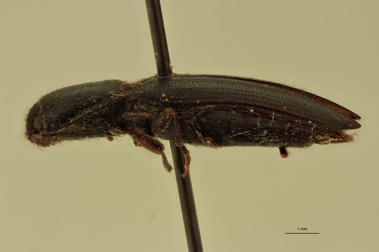 Deromecus anthracinus T L.jpg Deromecus anthracinus T L.jpg