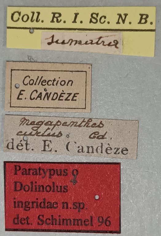 Dolinolus ingridae F Pt Labels.jpg