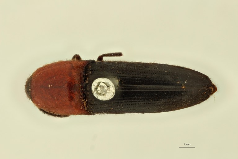 Elastrus sardioderus T D.jpg Elastrus sardioderus T D.jpg