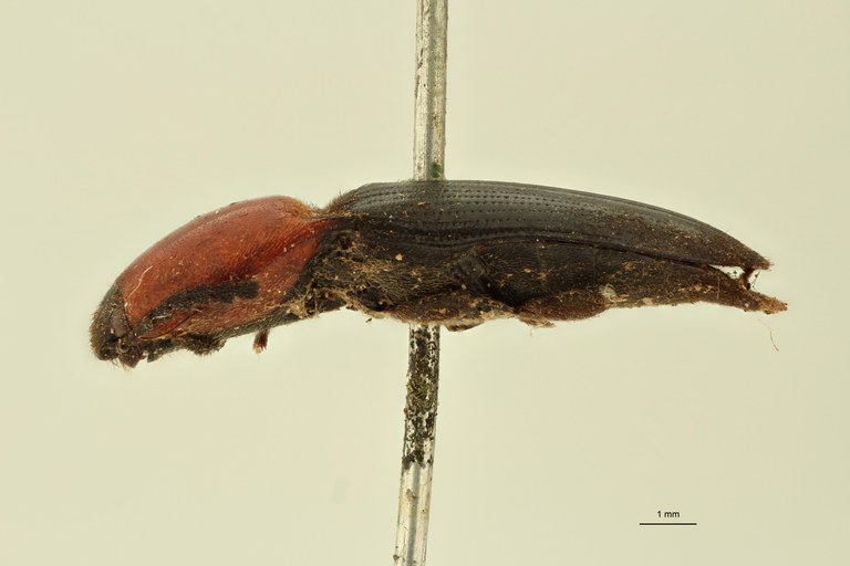 Elastrus sardioderus T L.jpg Elastrus sardioderus T L.jpg