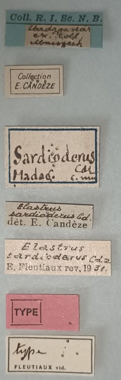 Elastrus sardioderus T Labels.jpg Elastrus sardioderus T Labels.jpg
