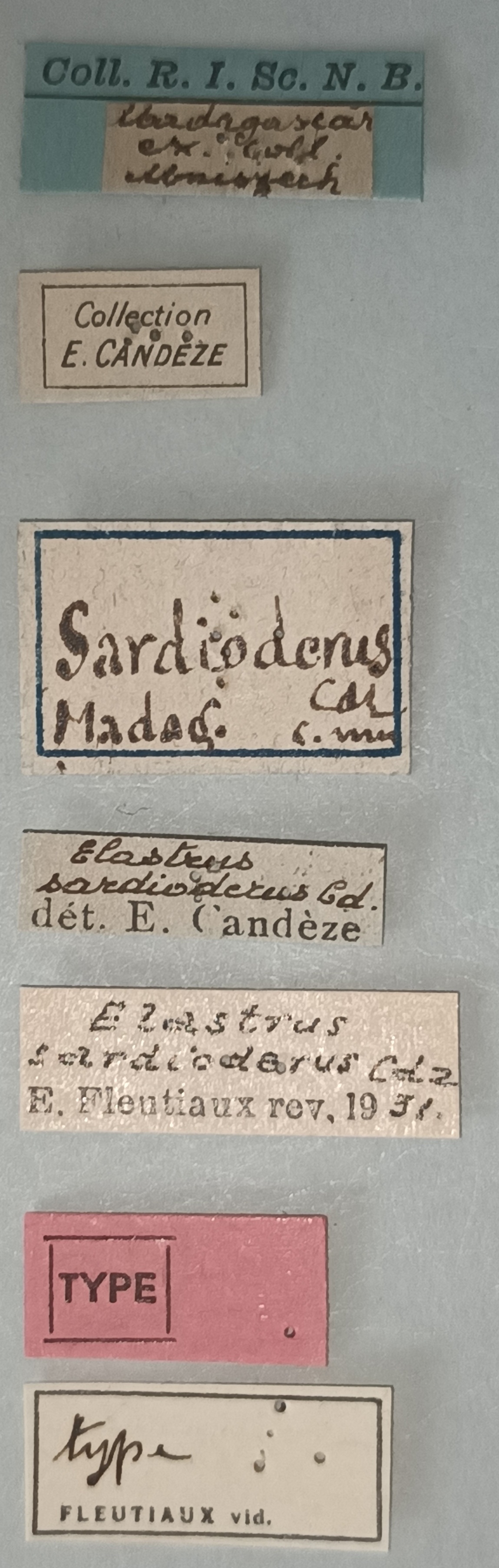 Elastrus sardioderus T Labels.jpg