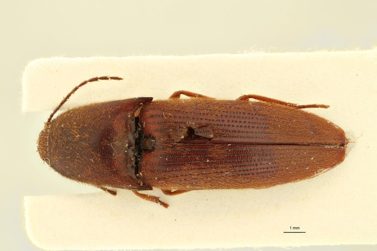 Elastrus senegalensis F Lt D.jpg