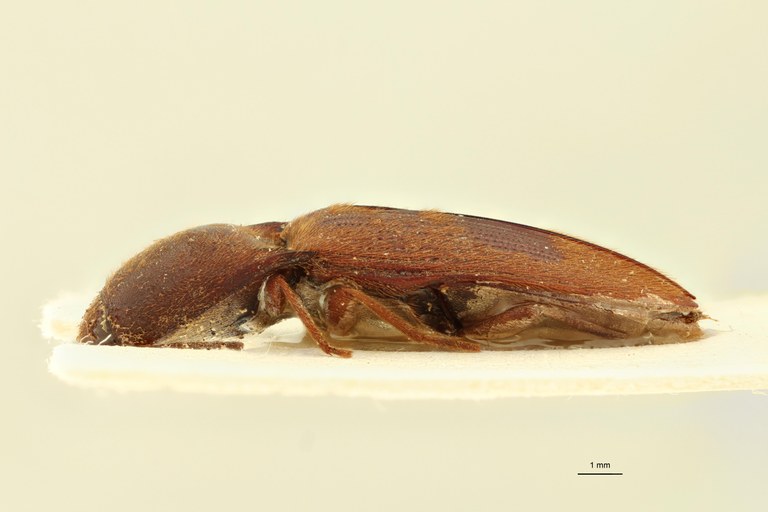 Elastrus senegalensis F Lt L.jpg