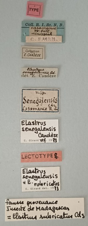 Elastrus senegalensis F Lt Labels.jpg