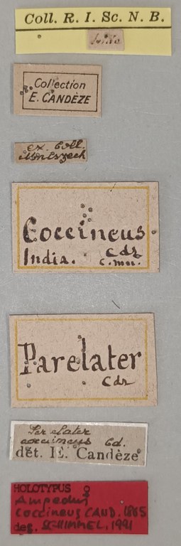 Elater coccineus F Ht Labels.jpg