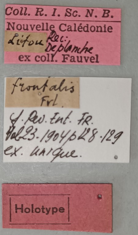 Elater frontalis Ht Labels.jpg Elater frontalis Ht Labels.jpg