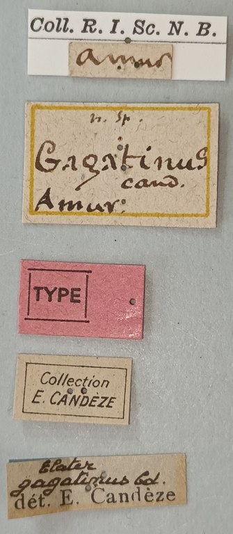 Elater gagatinus T Labels.jpg