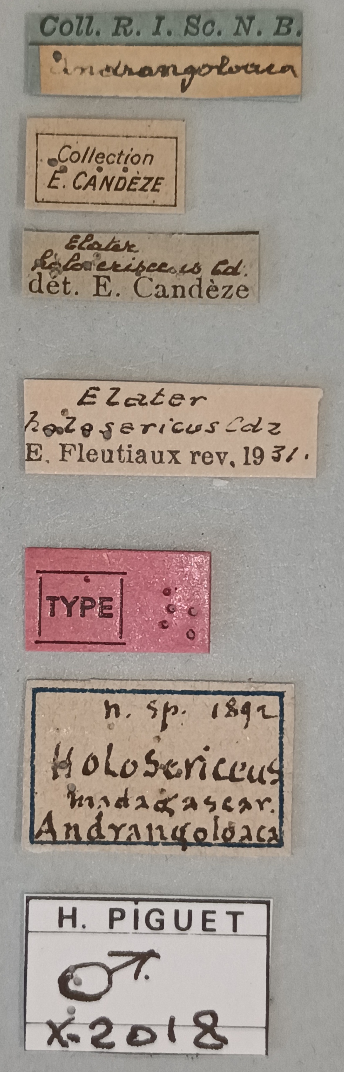 Elater holosericeus M T Labels.jpg