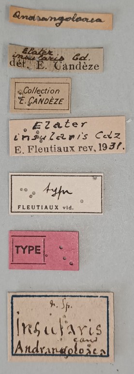 Elater insularis T Labels.jpg