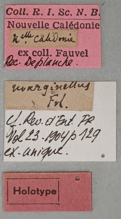 Elater marginellus Ht Labels.jpg