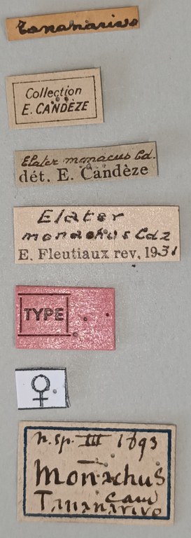 Elater monachus F T Labels.jpg