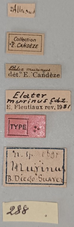 Elater murinus T Labels.jpg