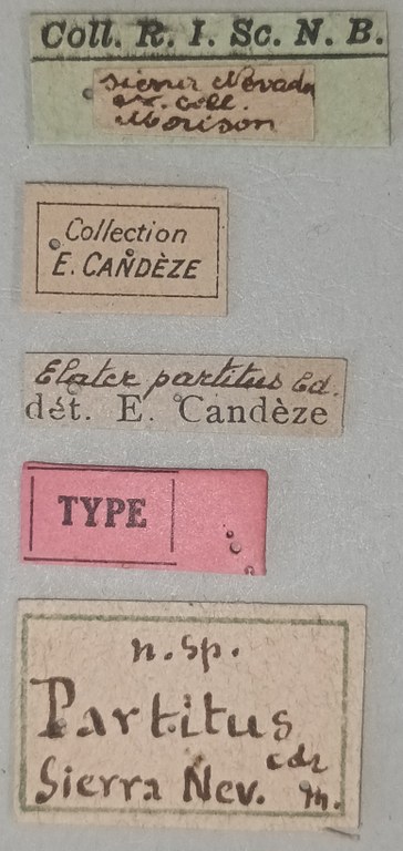 Elater partitus T Labels.jpg