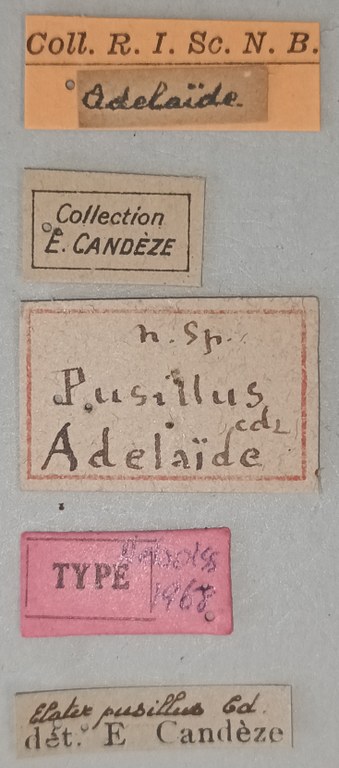 Elater pusillus T Labels.jpg