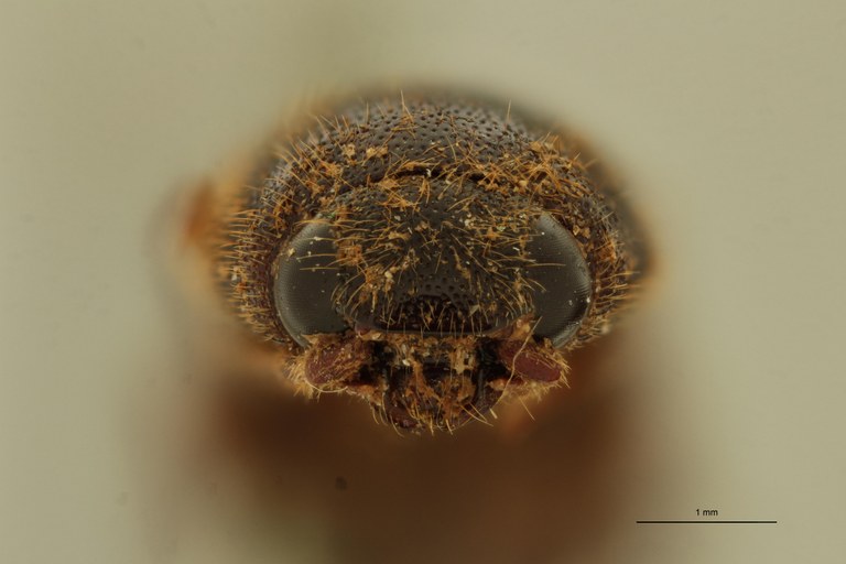 Elater rufivellus F Ht F.jpg