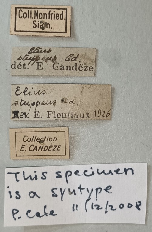 Elius stuppeus St Labels.jpg Elius stuppeus St Labels.jpg