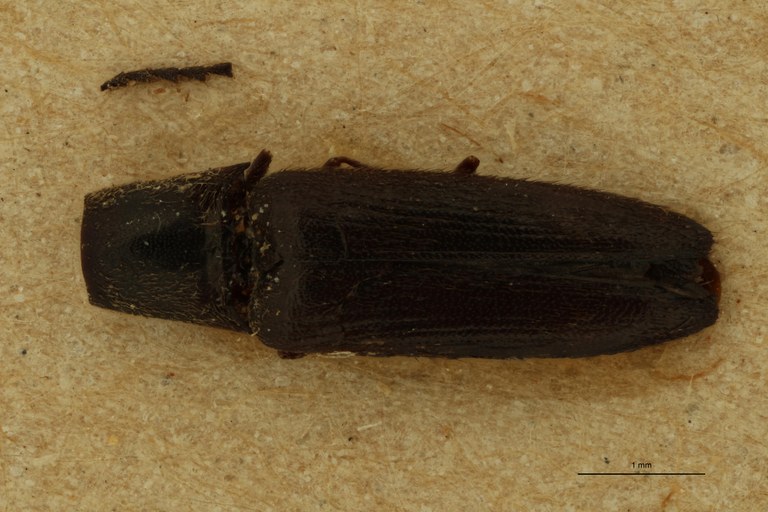 Gamepenthes nigritulus M St D.jpg