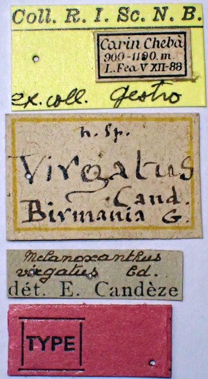 Ganoxanthus virgatus st labels