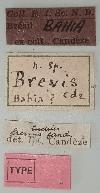 Ludius brevis T Labels.jpg