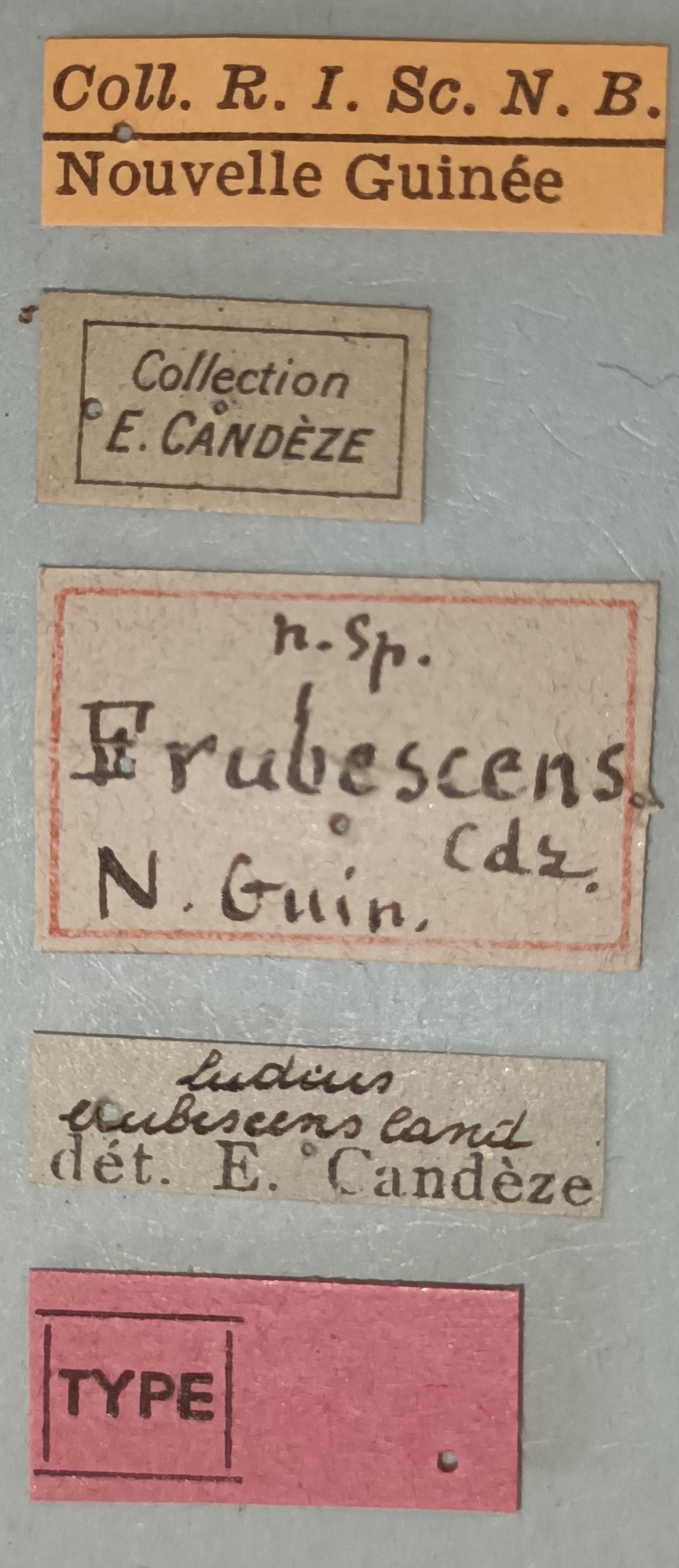 Ludius erubescens T Labels.jpg