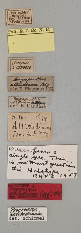 Megapenthes altitudinum F Lt Labels.jpg