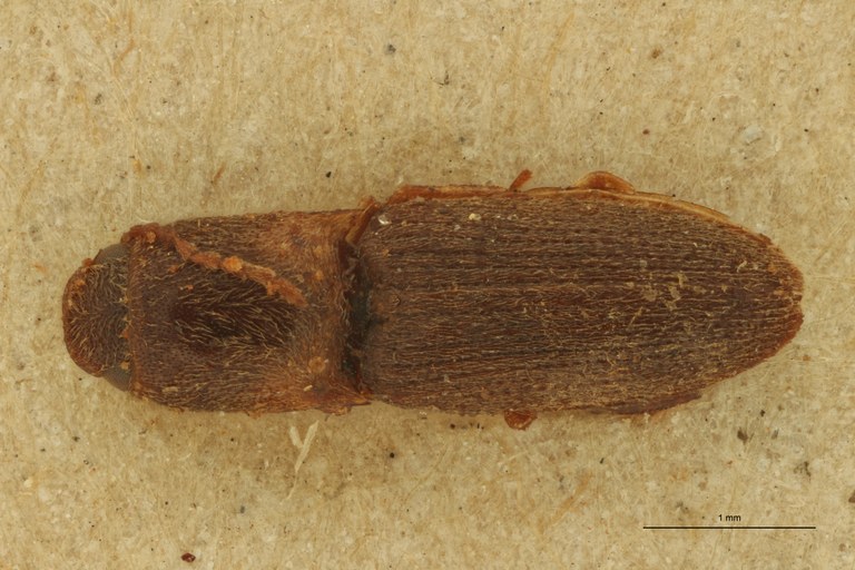 Megapenthes aspernendus T D.jpg