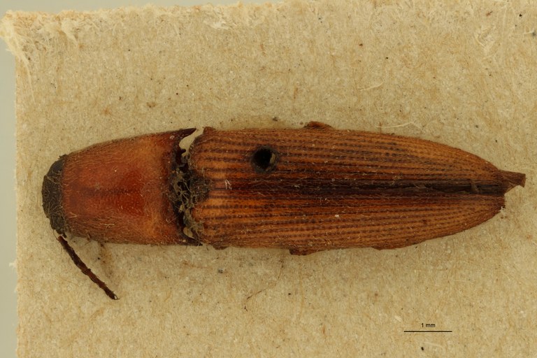 Megapenthes brasilianus T D.jpg