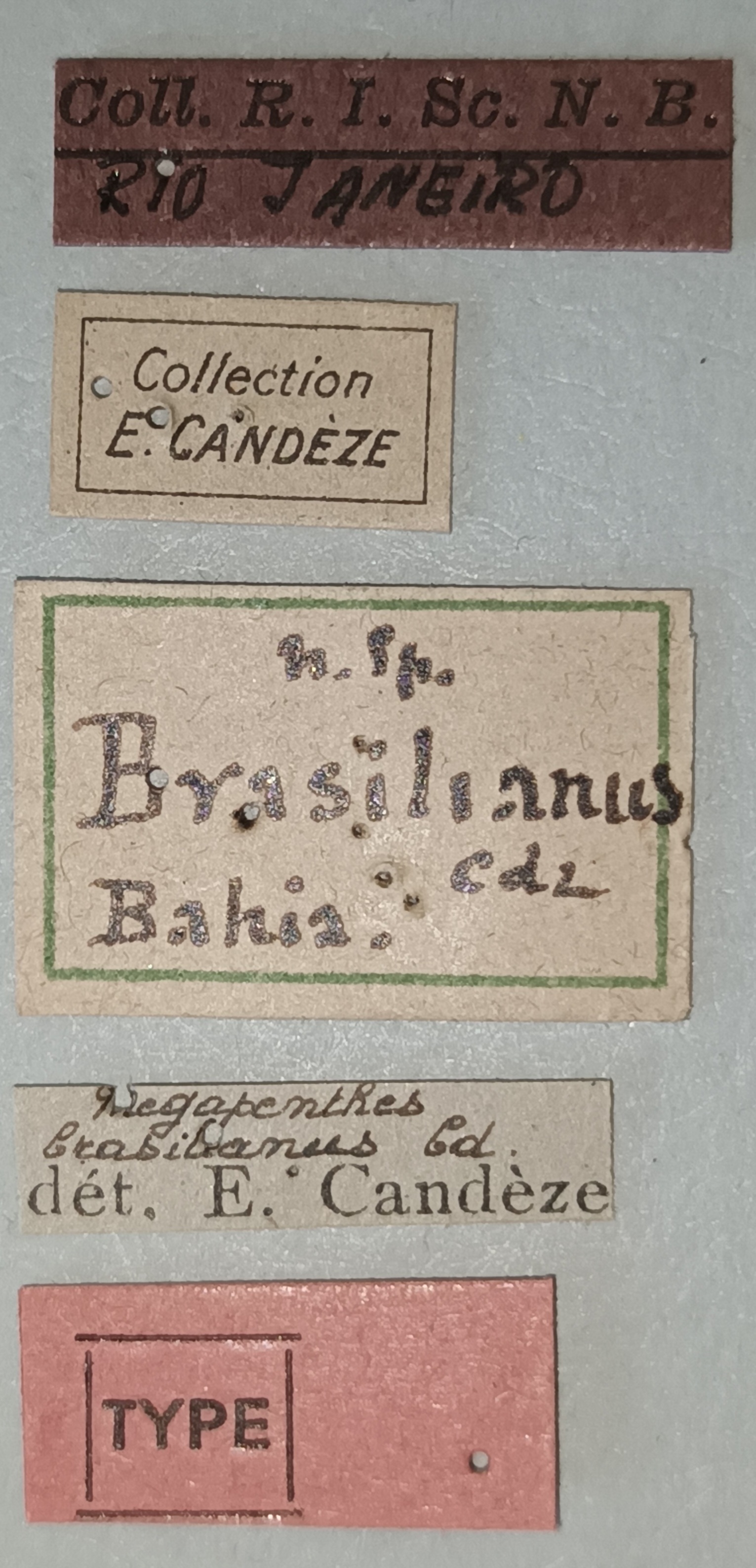 Megapenthes brasilianus T Labels.jpg