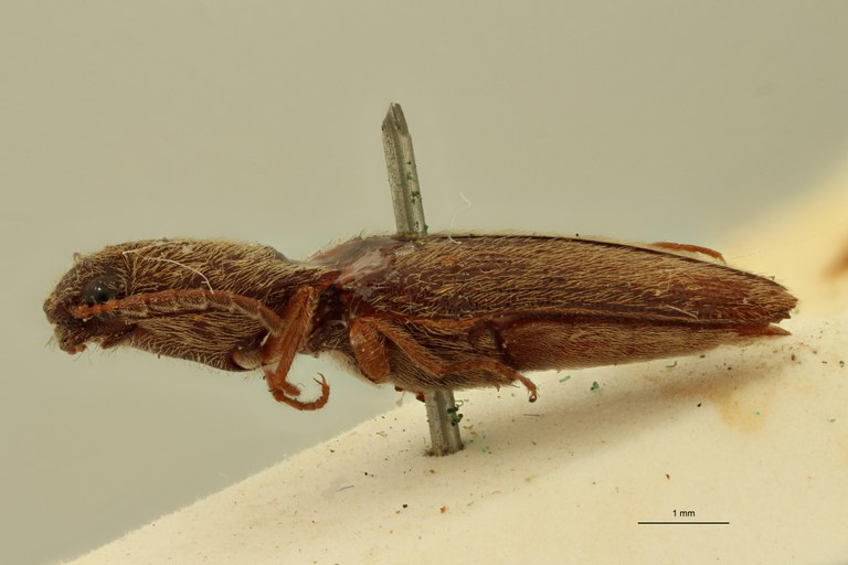 Megapenthes cinereus M Lt L.jpg