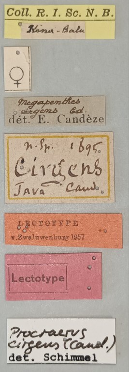 Megapenthes cirgens F Lt Labels.jpg