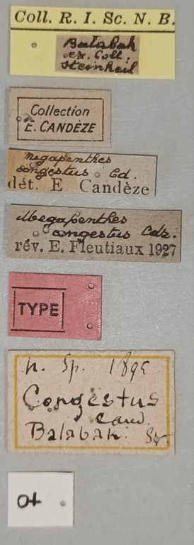 Megapenthes congestus F T Labels.jpg