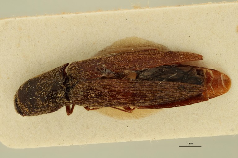 Megapenthes contaminatus M T D.jpg