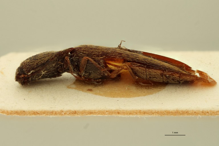 Megapenthes contaminatus M T L.jpg